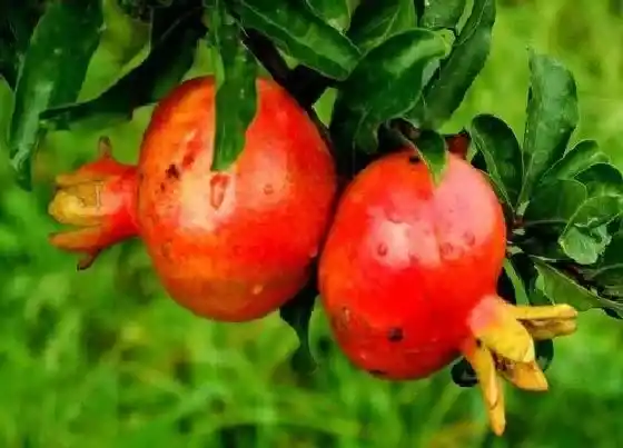 植物常识问题|盆栽石榴树如何打顶长得枝繁叶茂