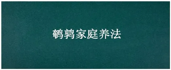 鹌鹑家庭养法 | 生活常识