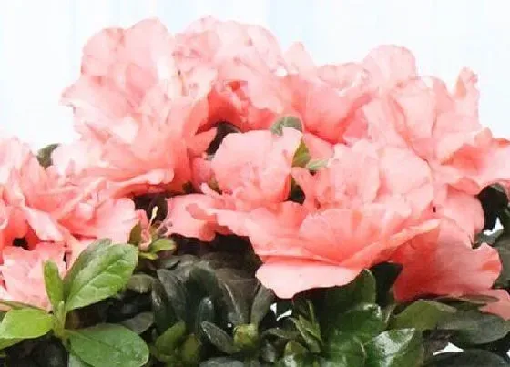 植物常识问题|杜鹃莫名其妙掉光叶片的原因