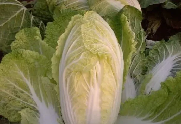 植物常识问题|白菜下雪之前要收吗（大白菜最晚什么时间收获）
