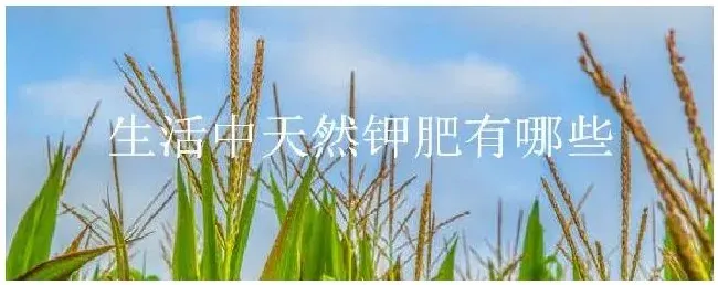 生活中天然钾肥有哪些 | 农业常识