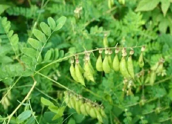 植物常识问题|黄芪和西洋参的区别