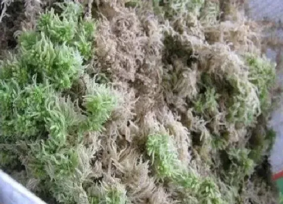 植物常识问题|如何用水苔栽种蝴蝶兰长势良好