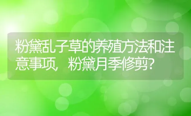 粉黛乱子草的养殖方法和注意事项,粉黛月季修剪？ | 养殖常见问题