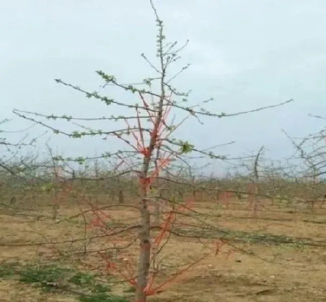 植物常识问题|苹果树拉枝的作用（幼树苹果树什么时候拉枝最好）