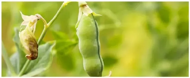 豌豆种植方法 | 农业答疑