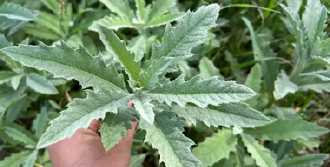 植物常识问题|大蓟和小蓟的区别图