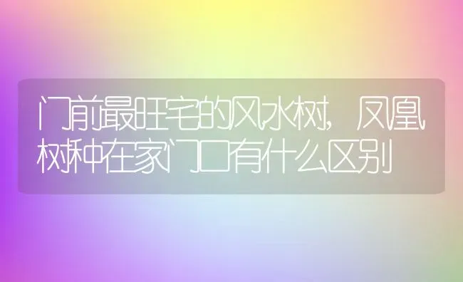 门前最旺宅的风水树,凤凰树种在家门口有什么区别 | 养殖常见问题