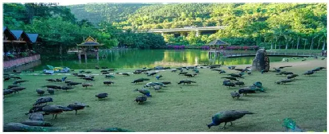 孔雀一年产多少蛋 | 农业问题