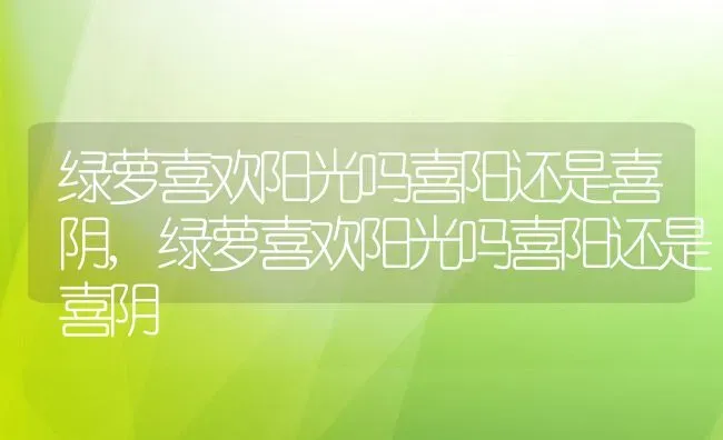 绿萝喜欢阳光吗喜阳还是喜阴,绿萝喜欢阳光吗喜阳还是喜阴 | 养殖常见问题