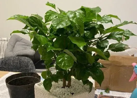 植物常识问题|室内如何养好平安树生长旺盛