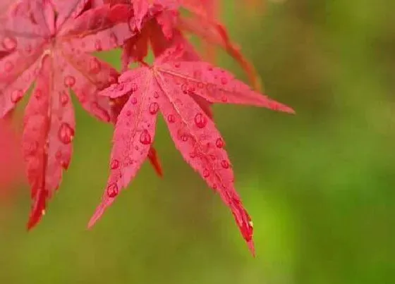 植物常识问题|枫树品种