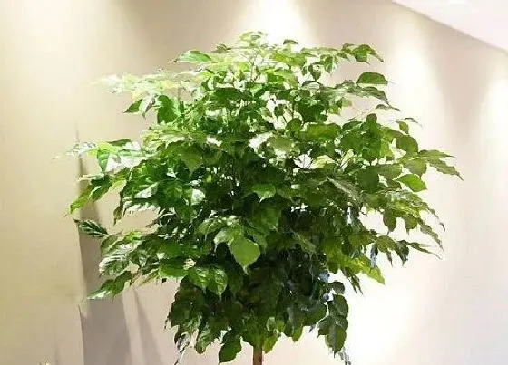 植物常识问题|夏天如何养幸福树避免掉叶片的现象