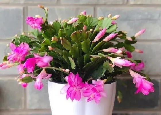 植物常识问题|6月份如何养蟹爪兰叶片肥厚挺拔