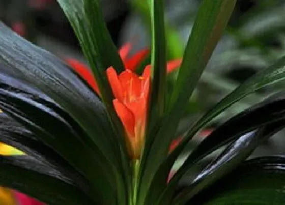 植物常识问题|如何解决君子兰夹箭不开花问题