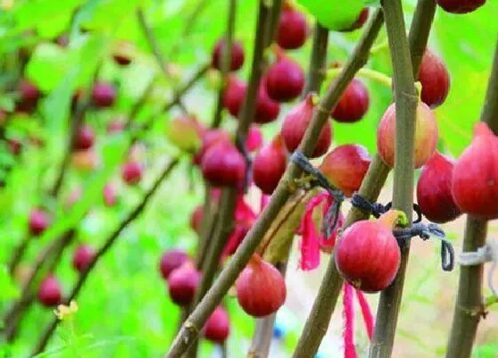 植物常识问题|入夏之后无花果怎么预防病虫害