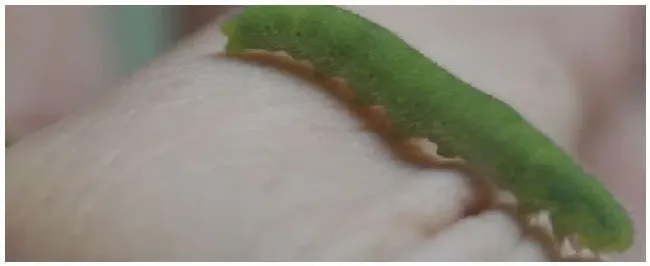 白醋杀菜虫的使用方法 | 农业答疑