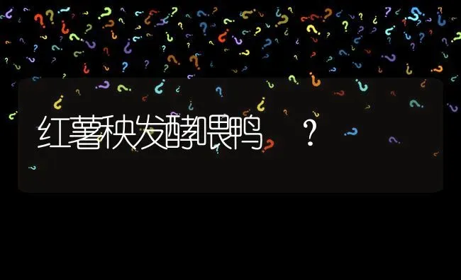 红薯秧发酵喂鸭 ? | 养殖问题解答