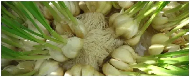 大蒜无土种植方法附冬季管理栽培技术 | 生活常识