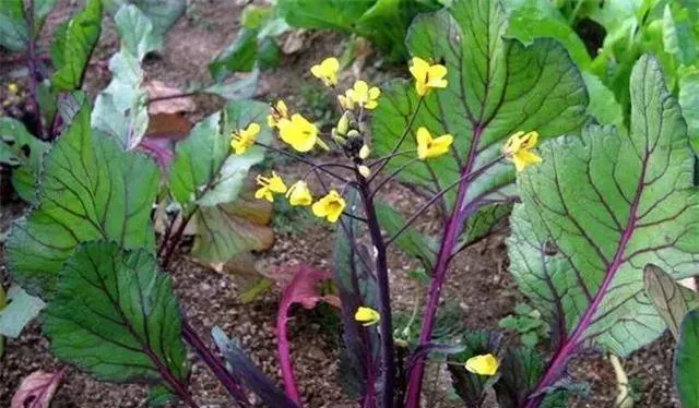 红油菜苔种植时间和方法什么时间种植好,红油菜苔高产栽培技术？