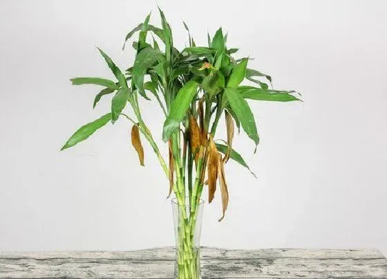 植物常识问题|节节高叶子发黄怎么补救 水培节节高黄叶的挽救方法