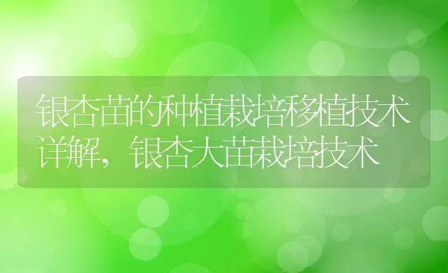 银杏苗的种植栽培移植技术详解,银杏大苗栽培技术 | 养殖常见问题