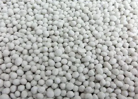 植物常识问题|室内养花用什么肥料花开不断