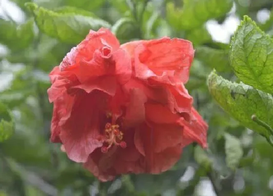植物常识问题|重瓣朱槿和扶桑的区别