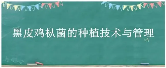 黑皮鸡枞菌的种植技术与管理 | 农业常识
