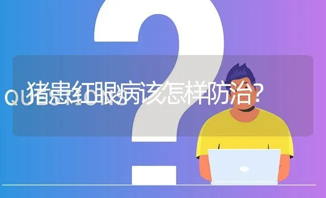 猪患红眼病该怎样防治? | 养殖问题解答