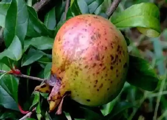 植物常识问题|盆栽石榴树如何打顶长得枝繁叶茂