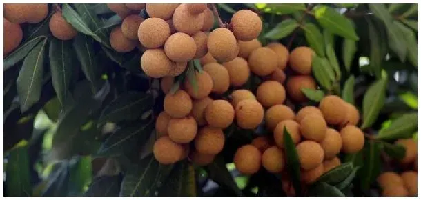 龙眼蓝标和红标的区别 | 三农答疑