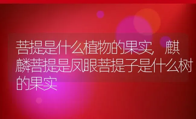 菩提是什么植物的果实,麒麟菩提是凤眼菩提子是什么树的果实 | 养殖常见问题