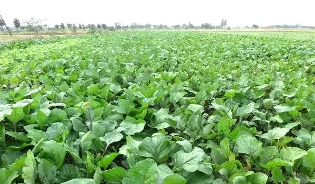 红油菜苔种植时间和方法什么时间种植好,红油菜苔高产栽培技术？