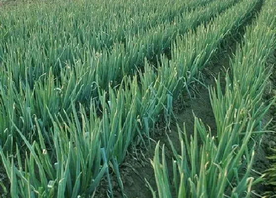 植物常识问题|大葱的软腐病要怎样防治（大葱软腐病症状病因及防治方法）