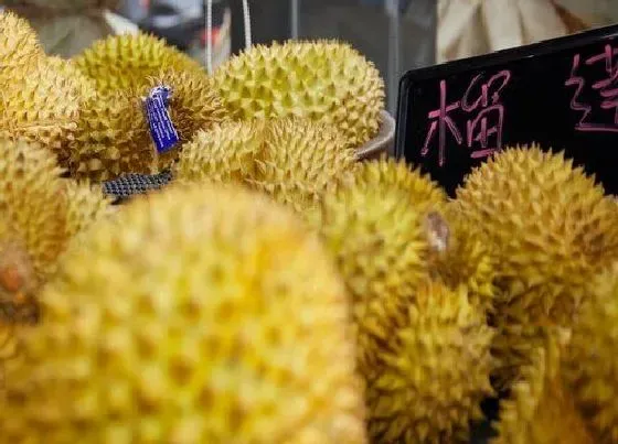 植物常识问题|黑刺榴莲多少钱一斤 马来西亚黑刺榴为什么这么贵