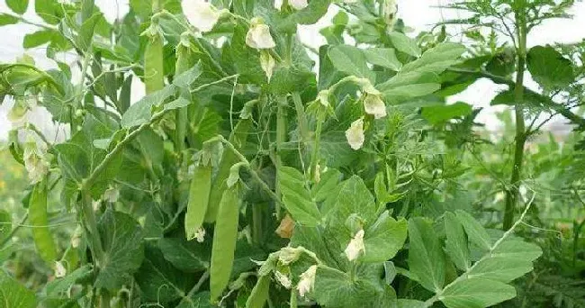 植物常识问题|荷兰豆怎么种植产量高（荷兰豆种植时间和栽培方法）