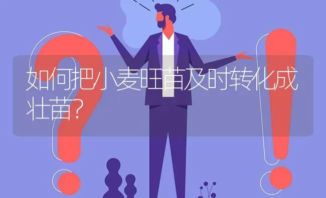 如何把小麦旺苗及时转化成壮苗? | 养殖问题解答