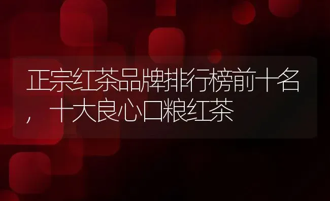正宗红茶品牌排行榜前十名,十大良心口粮红茶 | 养殖常见问题