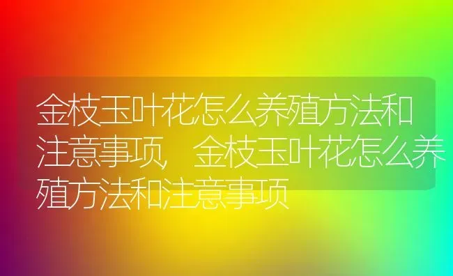 金枝玉叶花怎么养殖方法和注意事项,金枝玉叶花怎么养殖方法和注意事项 | 养殖常见问题