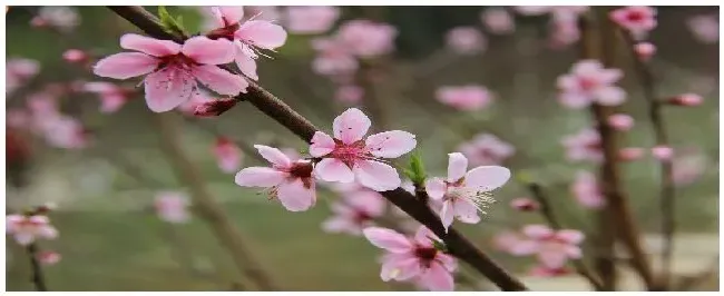 桃花的特点和外形 | 农业问题