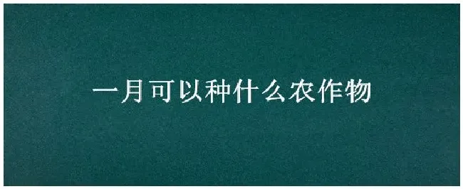 一月可以种什么农作物 | 农业答疑