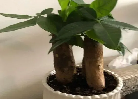 植物常识问题|发财树怎样养护避免养死