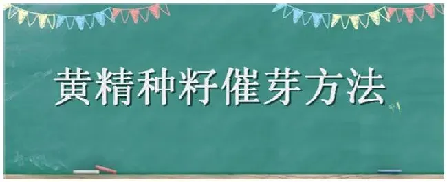 黄精种籽催芽方法 | 生活常识