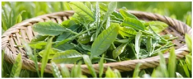 白茶指的是什么茶叶 | 生活常识