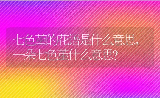 七色堇的花语是什么意思,一朵七色堇什么意思？ | 养殖常见问题