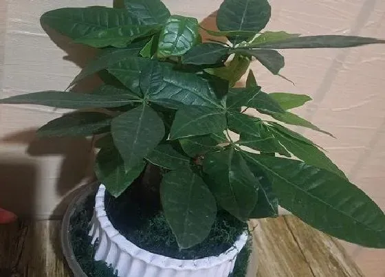 植物常识问题|发财树怎样养护避免养死