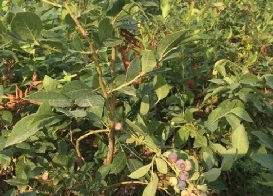植物常识问题|蓝莓如何追肥长势不会差