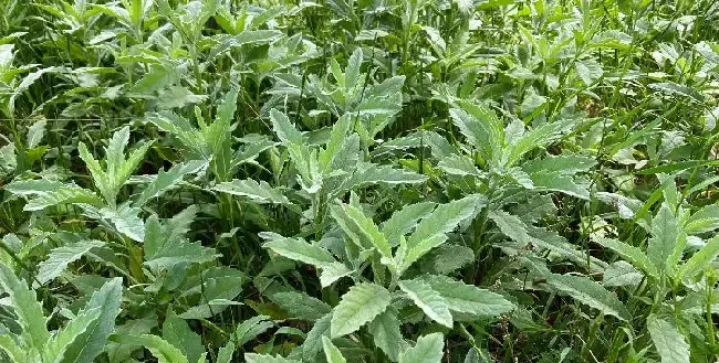 植物常识问题|大蓟和小蓟的区别图