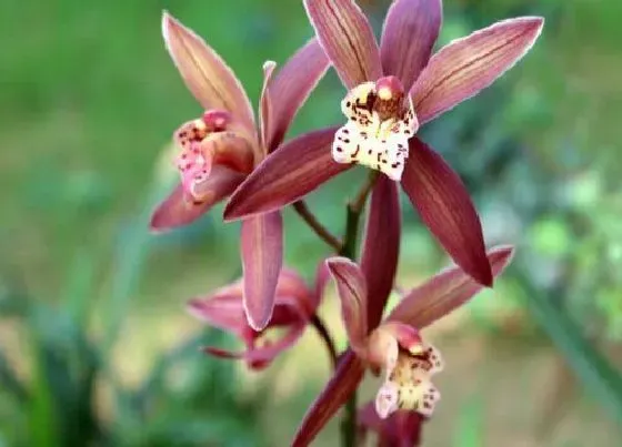 植物常识问题|墨兰花芽分化条件、时间、应该怎么管理